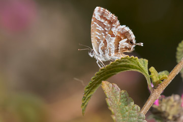 geranium butterfly (Cacyreus marshalli). Malaga, Spain