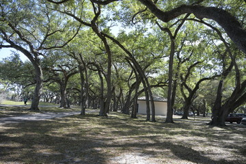 trees in the park in miami