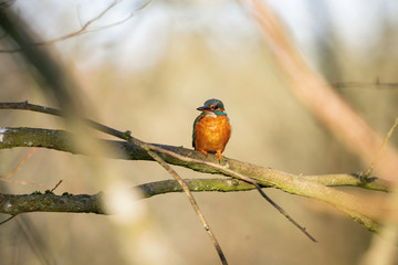 Kingfisher in wild nature in Europe