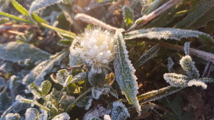 hoarfrost on branches
