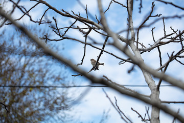 Fototapeta na wymiar Bird on the tree branch. Sparrow on tree bird.
