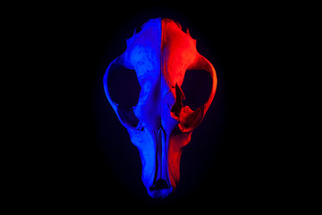The skull of an animal on a black background with red and blue light. Art photo with a goat head.. © Сергей Опиканец