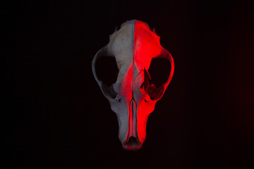 The skull of an animal on a black background with red dead light. Art photo with a goat head.. © Сергей Опиканец