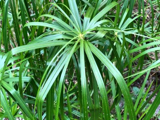 green grass in the morning