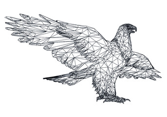 Fototapeta na wymiar Bald Eagle polygonal lines illustration. Abstract vector eagle on the white background