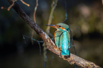 Kingfisher in wild nature in Europe