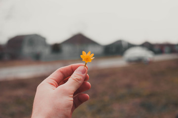 man's hand holds a yellow flower.