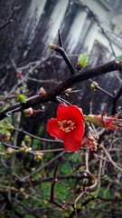 red early flower