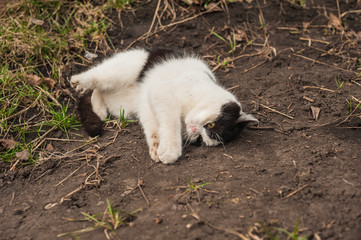 black and white kitten playing outside,the black and white cat lies carelessly on the ground,a cat...