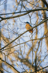 Kingfisher in wild nature in Europe