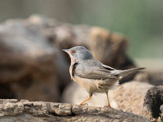 Sylvia cantillans, curruca carrasqueña en libertad,  vida salvaje.