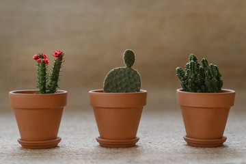 Cacti and succulents composition in  clay pots. Floral concept of home garden interior. Nature love. © dizzikorek