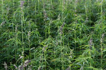 Hemp, cannabis plant in the countryside, farmer growing cannabis plants, agriculture concept
