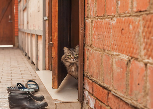 a furry tabby cat looks out from behind the door,a cat looks out from behind a wooden door,the cutest cat in the photo