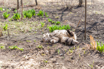 Obraz premium striped fluffy cat lying on the ground,the cat painting tabby basking in the sun,fluffy cat spring lies on land,a fluffy beautiful cat is lying in the garden