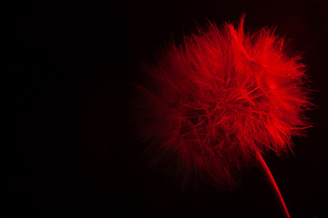 Big dandelion in red neon light. Abstract photo on a dark background. Element for graphic design. Picture for desktop with a plant..