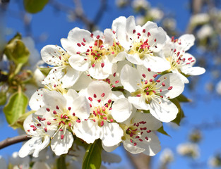 Blooming orchard. Flowering pears. Spring time.
