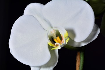 White Orchid isolated close up 