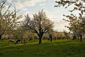 Die K&uuml;he unter den Kirschenb&auml;umen