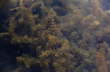 Green algae at the bottom of the reservoir.