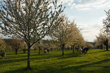 Die Kühe unter den Kirschenbäumen