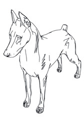 Doberman dog polygonal lines illustration. Abstract vector dog on the white background