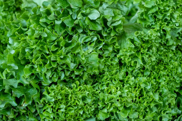 Obraz premium Fresh green lettuce leaves in a drawer. Large, ripened vegetables. Selling a crop in the market. Natural, healthy, vitamin-rich foods. Food for health.