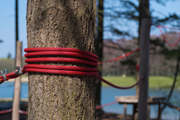 rope on tree