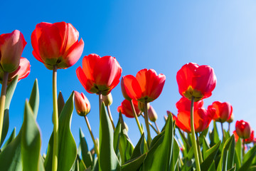 Fototapeta premium red tulips close-up