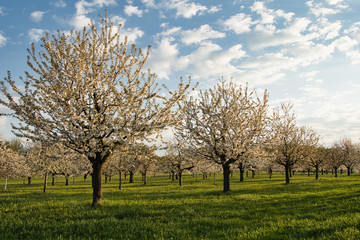 Obraz premium Kirschenbäume während der Blütezeit