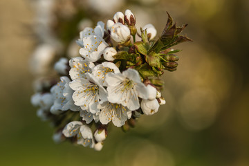 Kirschenblüte