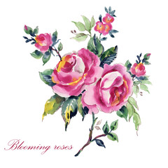  Watercolor blooming flowering rose branch