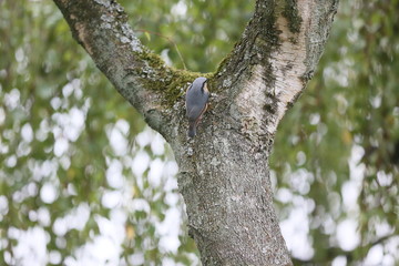 Kleiner Vogel in altem Baum