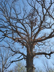 tree against blue sky