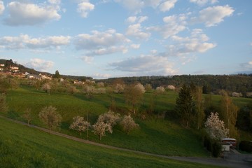 Fototapeta na wymiar Ein Feld voller Kirschenbäume