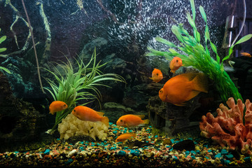 Fototapeta na wymiar Aquarium with red pseudotrophyus zebra fishes and orange parrot fish (Red Parrot Cichlid)