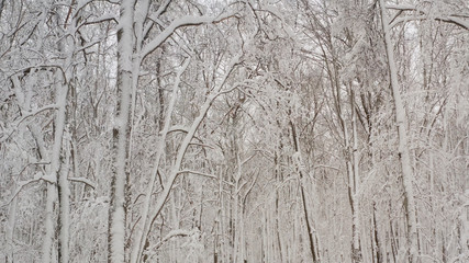 View inside a snowy forest. Snow-covered landscapes and forest, shooting from a quadrocopter. Wild northern winter forest, aerial view with clouds. Trees are covered in snow.
