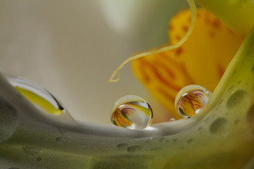 Gentle reflection on the water droplets macro photo