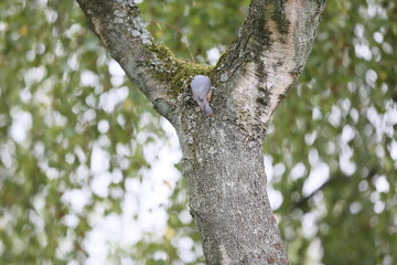 Obraz premium Kleiner Vogel in altem Baum