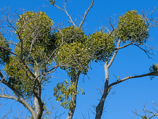 Weißbeerige Mistel ,Viscum album , im Frühling