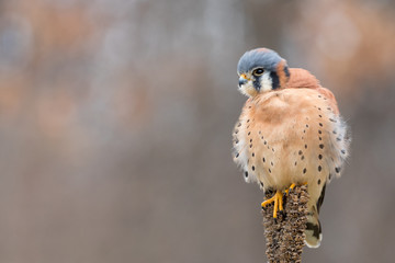 A hunched over kestral perched on a seed head