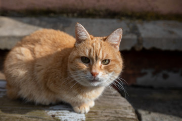 Fototapeta na wymiar Ginger cat basks in the spring sun on a bench