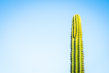cactus on blue sky