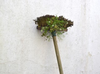 Funny garden brush with green plant grown on it on white old wall background.