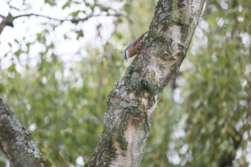 Kleiner Vogel in altem Baum