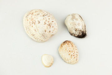 Sea shell isolated on white background