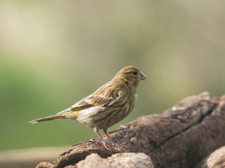 Serinus serinus. Verdecillo hembra en libertad.