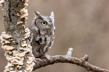 An eastern gray screech owl perched on a branch