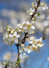 Blühende Pflaumen, Prunus, im Frühling
