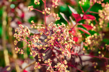 Wunder schöner gepflegter Garten